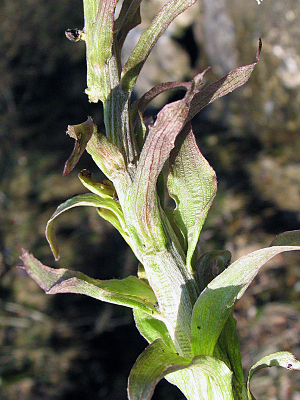 Petasites paradxus / Farfaraccio niveo